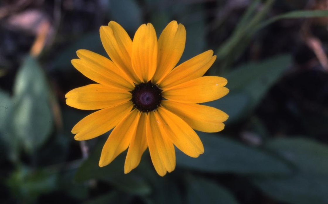 Rudbeckia hirta L. (black-eyed Susan), close-up of flower