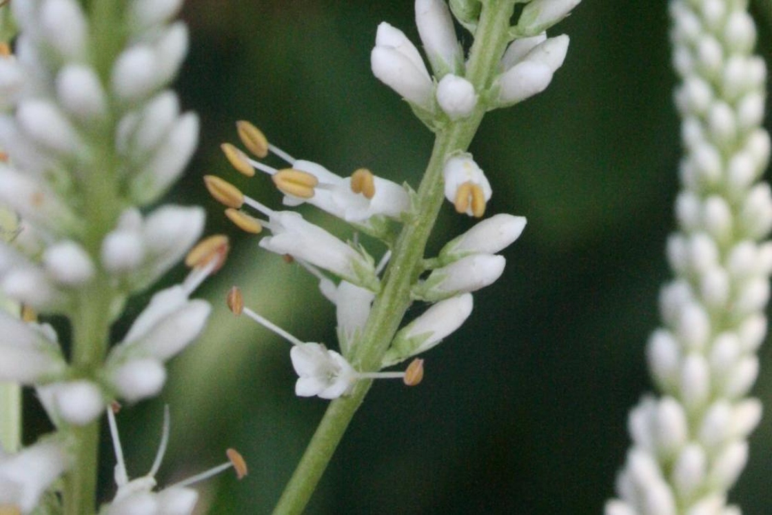 Veronicastrum virginicum (Culver's Root), flower, full, flower, side