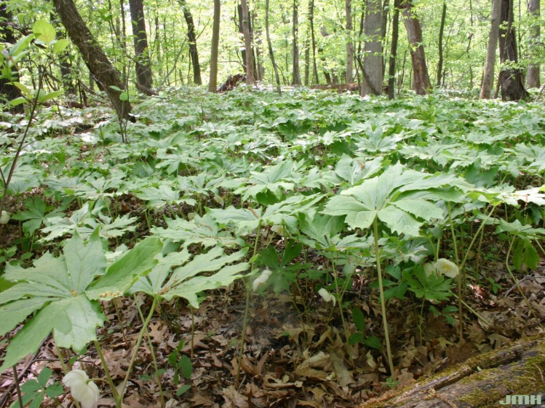 Podophyllum peltatum L. (May-apple), leaves