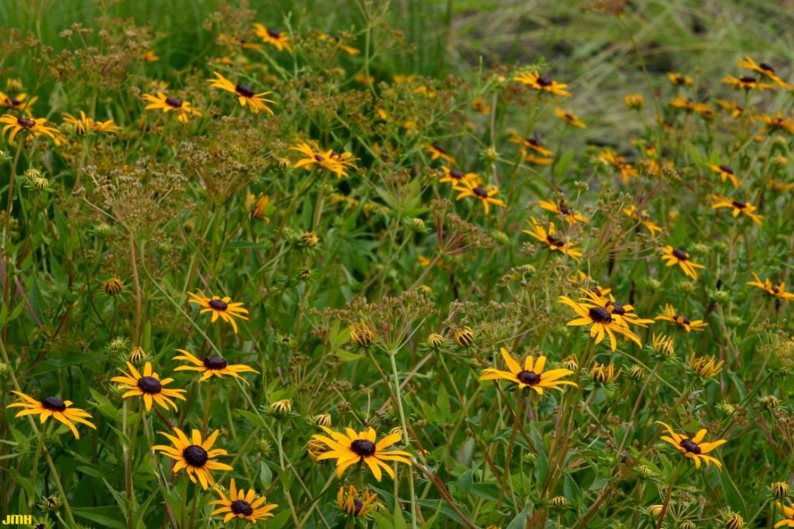 Rudbeckia fulgida var. speciosa (Wender.) Perdue (showy black-eyed Susan), flowers and buds