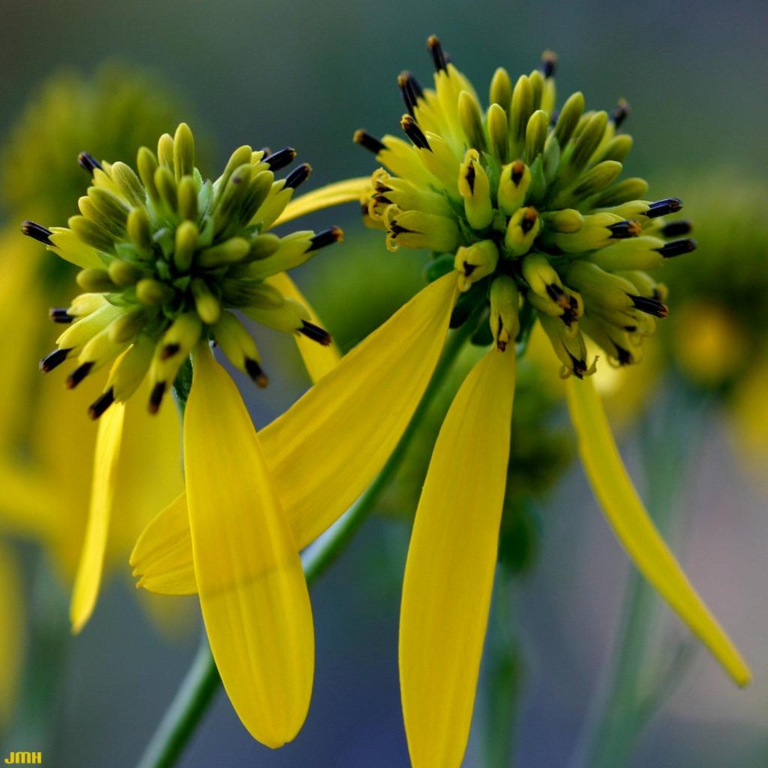 Verbesina alternifolia (L.) Britt. ex Kearney (wingstem), close-up of flowers