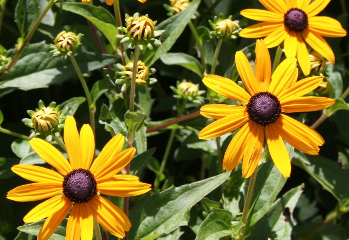 Rudbeckia fulgida Aiton (orange coneflower), flower buds