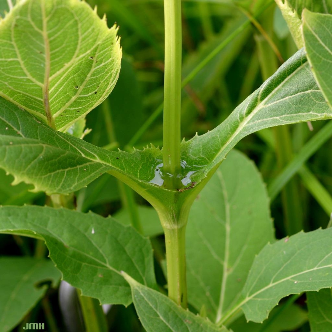 Cup Plant The Morton Arboretum