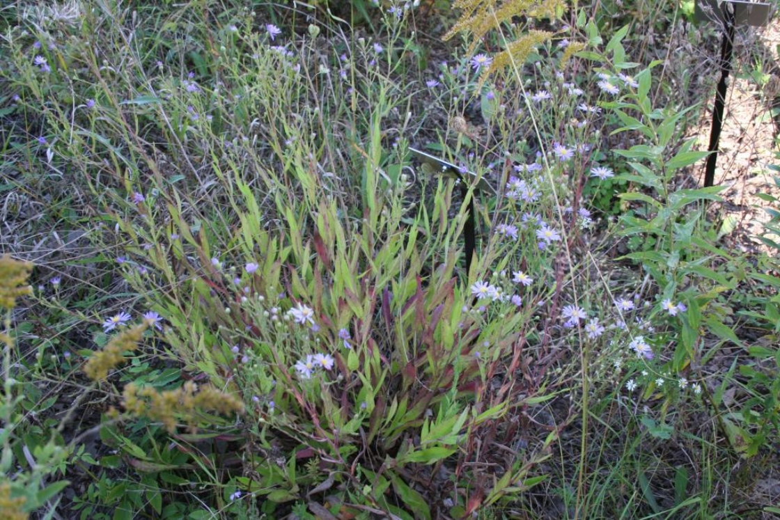 Symphyotrichum oolentangiense (Riddell) G.L.Nesom (sky-blue aster), form
