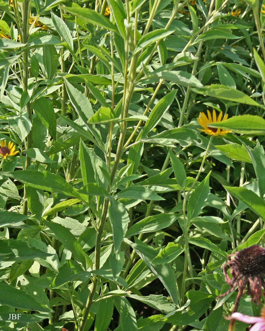 Rudbeckia subtomentosa Pursh (sweet black-eyed Susan), habit and leaves