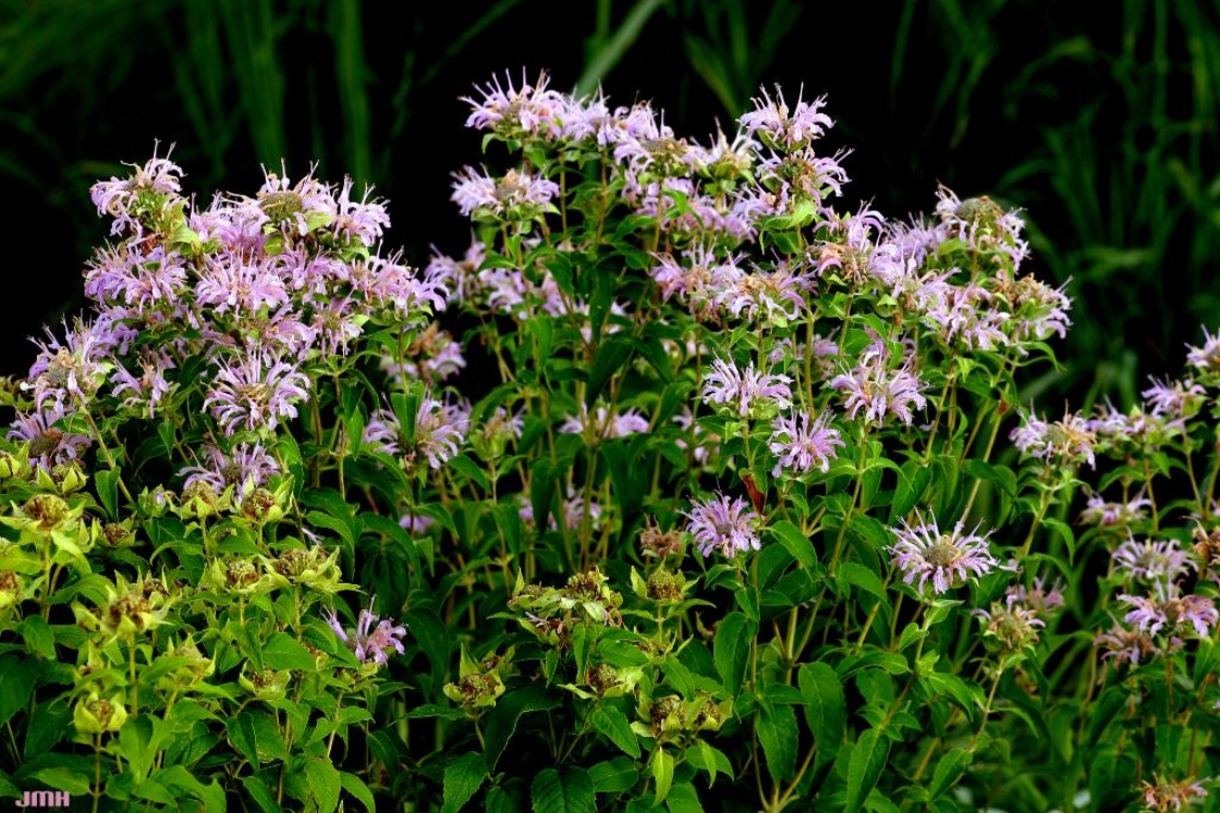 Wild bergamot The Morton Arboretum