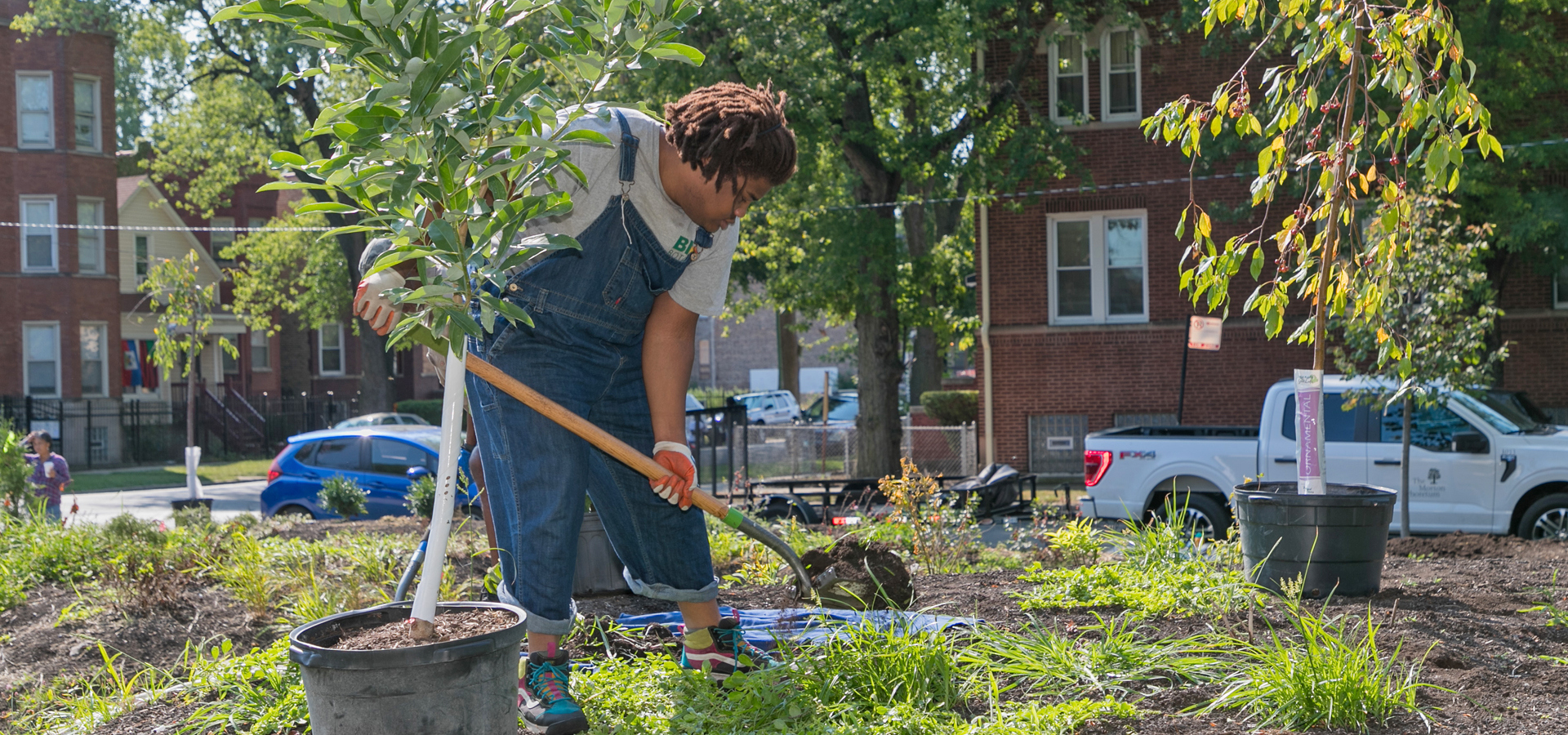 A woman plants a tree in Chicago