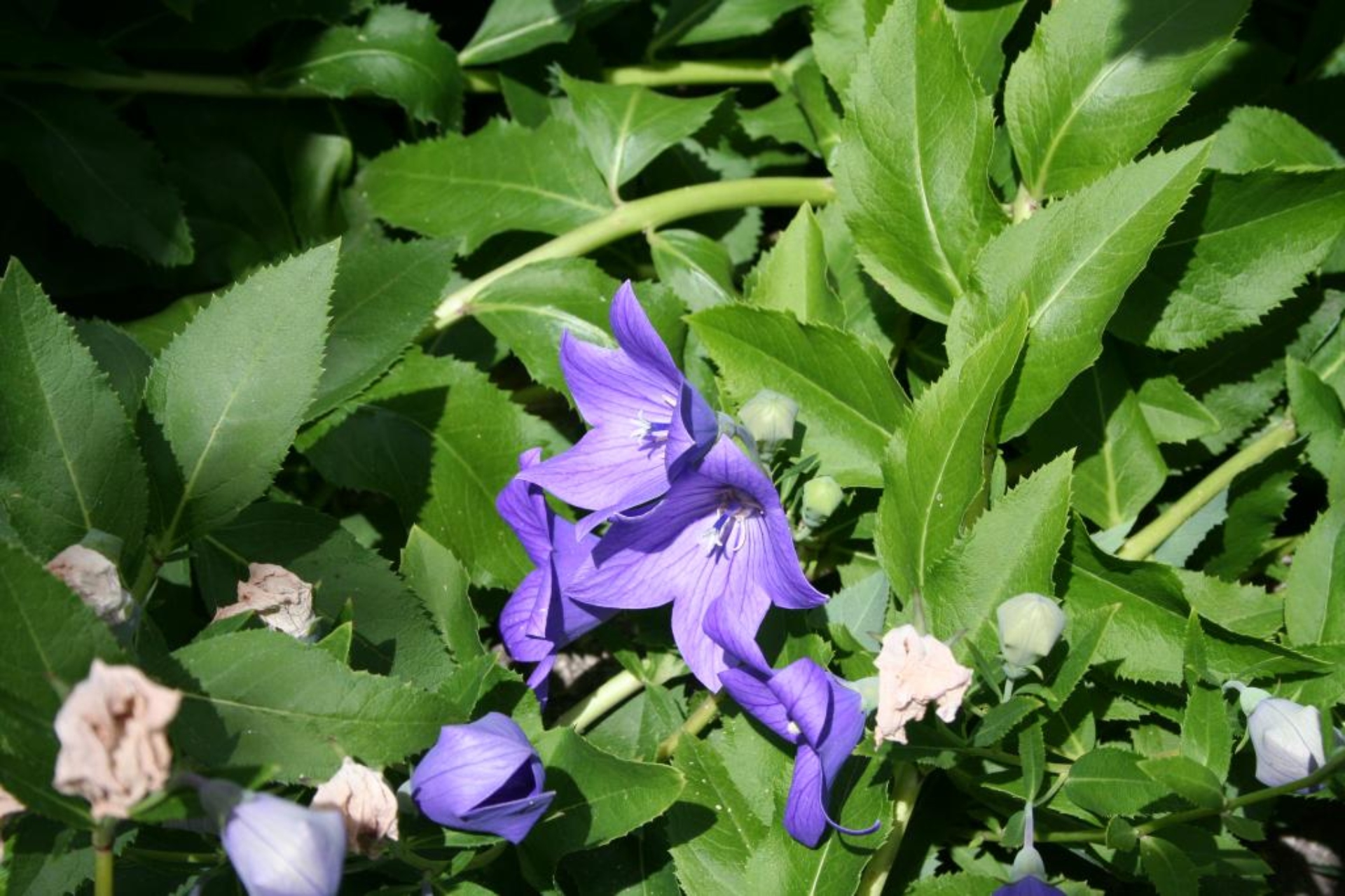 Balloon flower | The Morton Arboretum