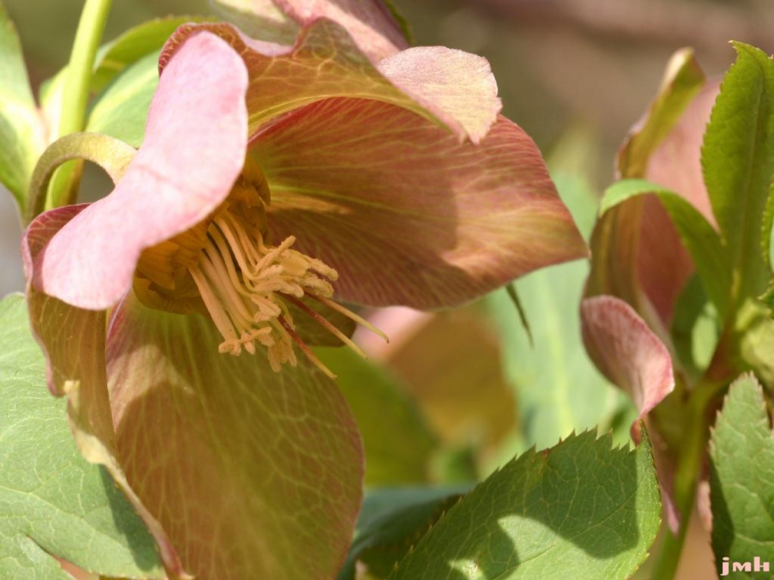 Helleborus orientalis Lam. (Lenten-rose), close-up of flower