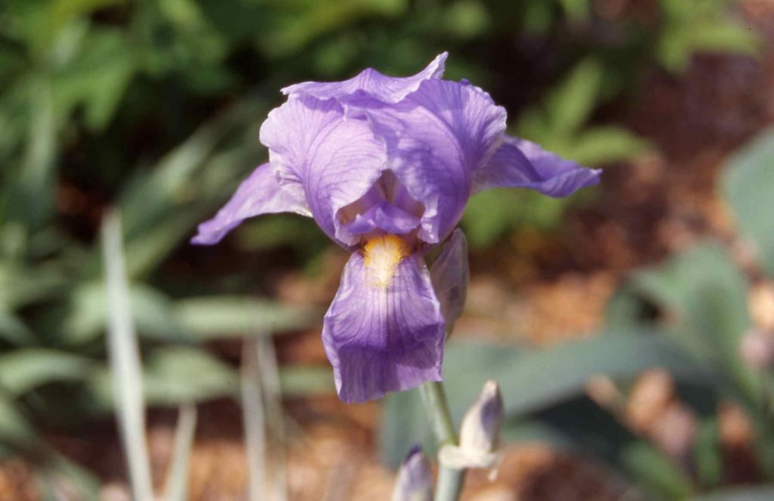 Iris pallida ‘Variegata’ (Variegated sweet iris), close-up of flower