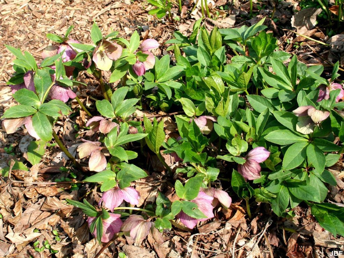 Helleborus orientalis Lam. (Lenten-rose), growth habit