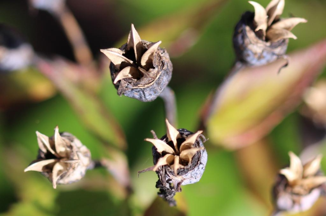 Platycodon grandiflorus (Jacq.) A.DC. (balloon flower), close-up of fruit
