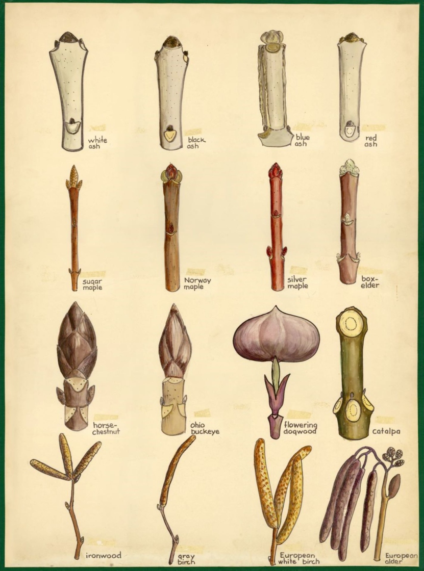 The Morton Arboretum