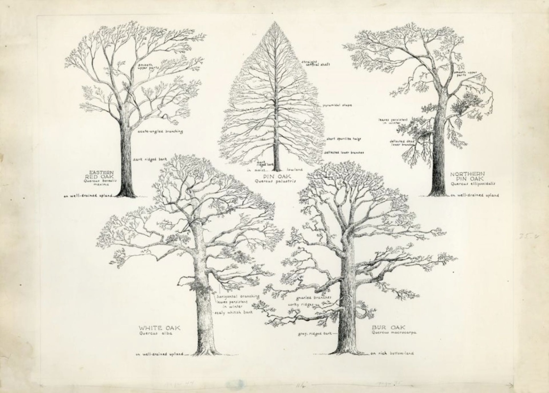 The Morton Arboretum