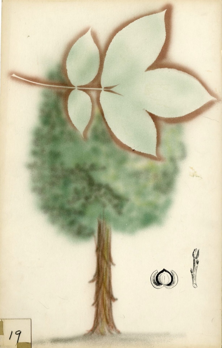 The Morton Arboretum