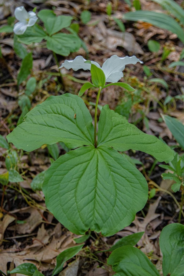 Trillium grandiflorum (Michx.) Salisb. (great white trillium), leaves