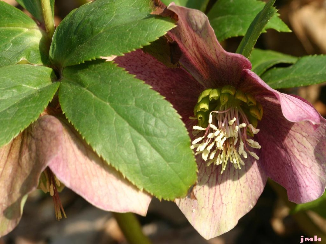 Helleborus orientalis Lam. (Lenten-rose), flower and leaves