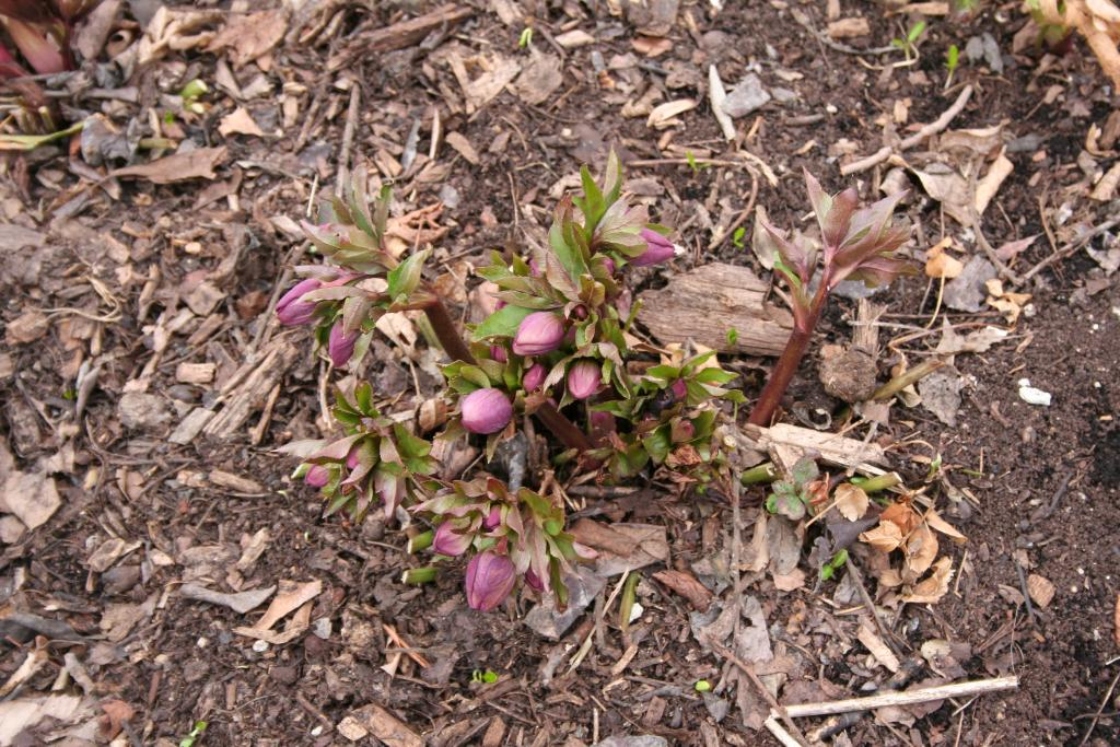 Helleborus orientalis Lam. (Lenten-rose), flower buds