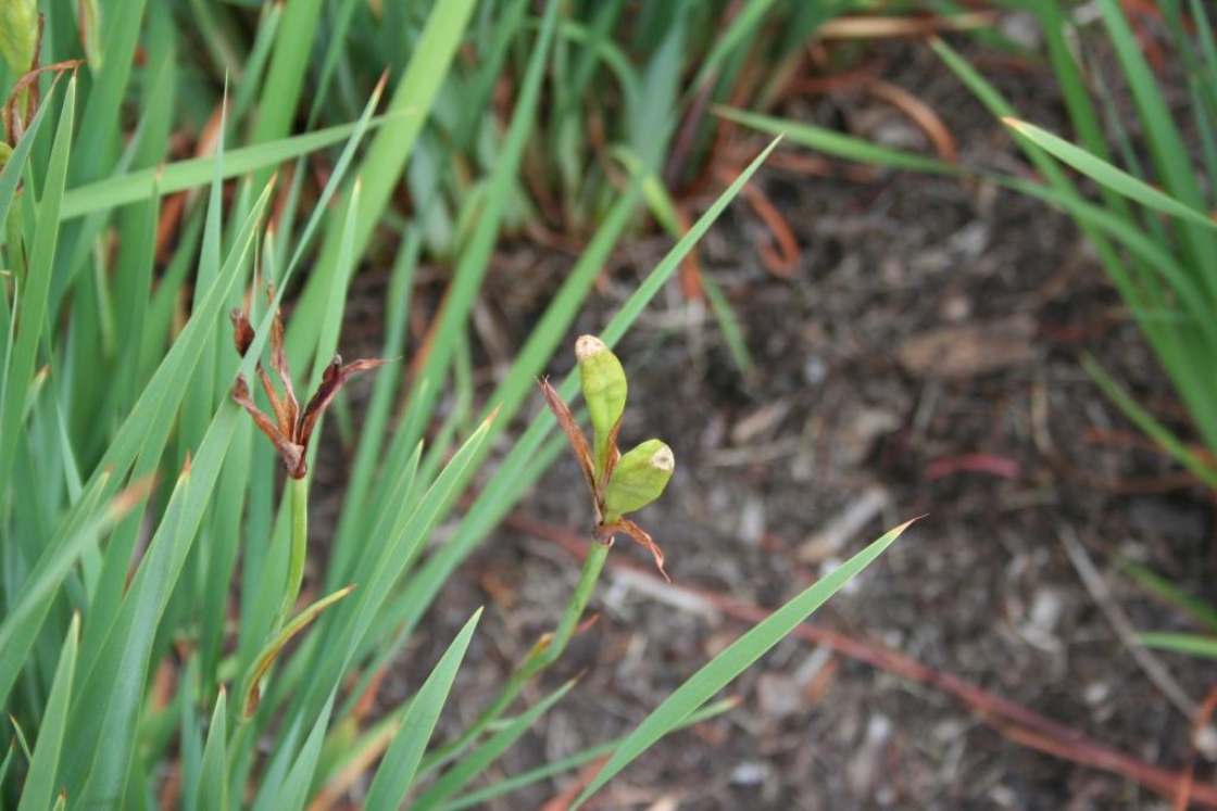Iris sibirica (Siberian iris), fruit