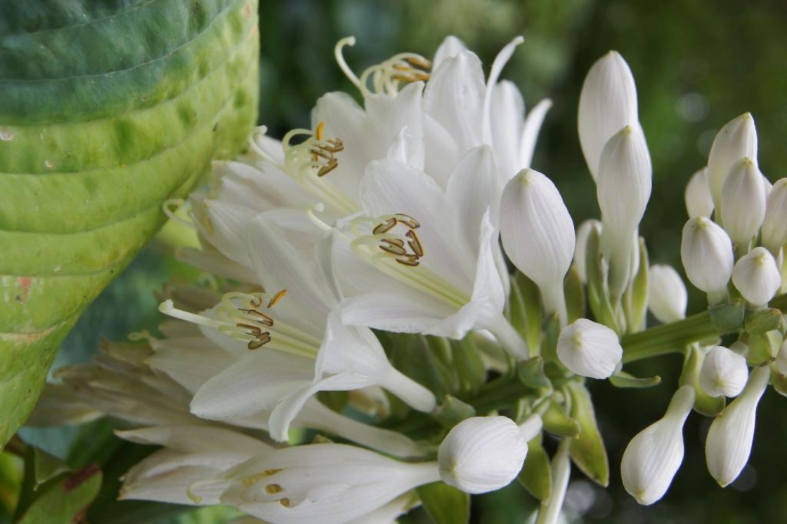 Hosta sieboldiana 'Frances Williams' (Frances Williams Siebold's Hosta), flower, full