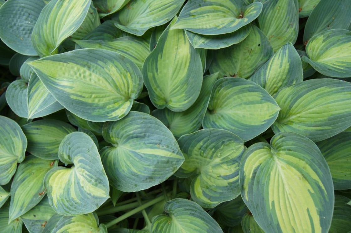 Hosta sieboldiana 'Great Expectations' (Great Expectations Siebold's Hosta), leaf, summer