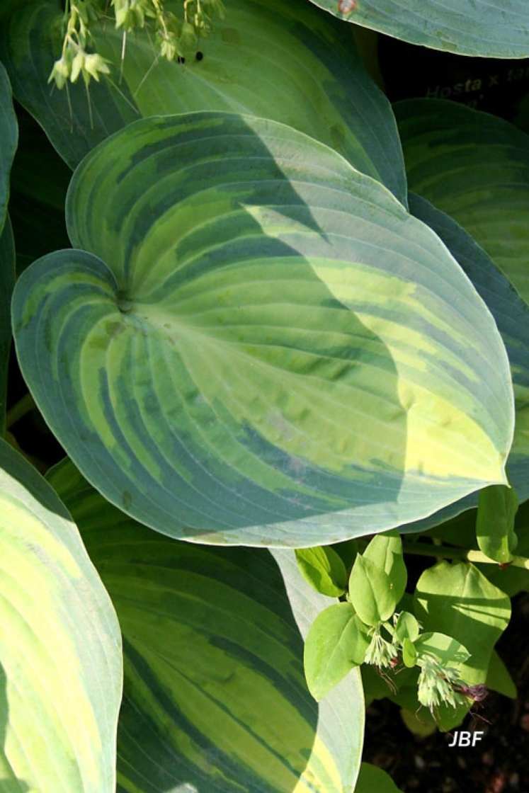 Hosta sieboldiana ‘Great Expectations’ (Great Expectations Siebold’s hosta), leaf
