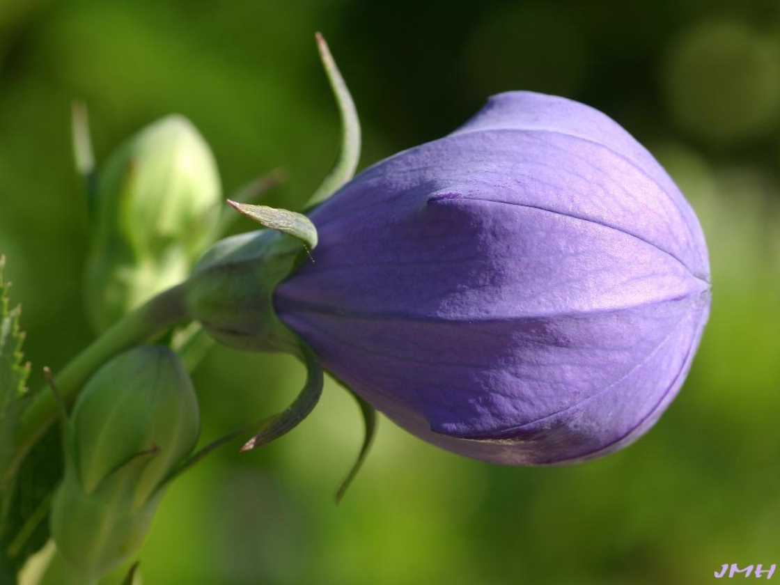 Balloon flower The Morton Arboretum
