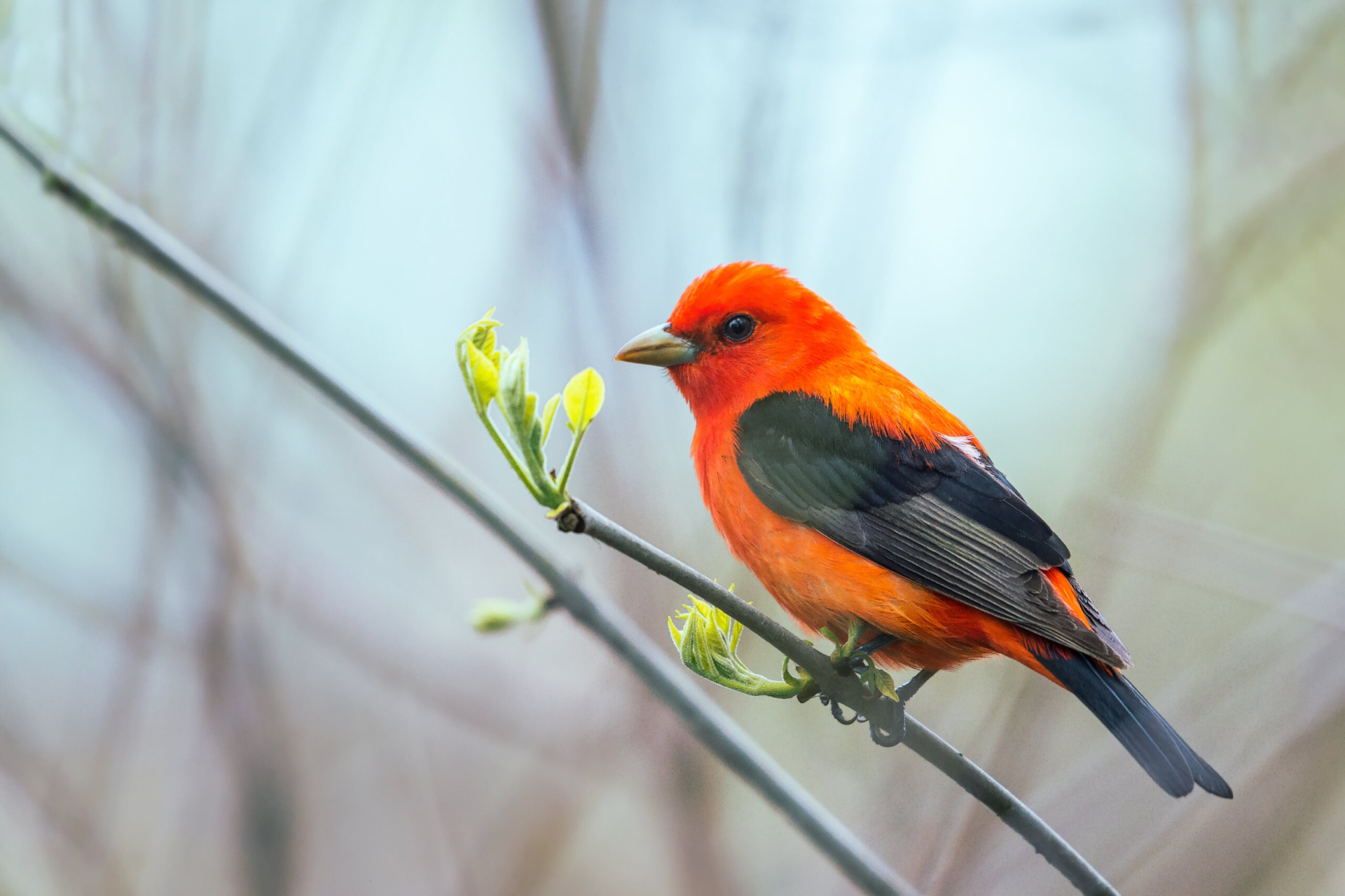 A Scarlet Tanager sitting on a tree branch in spring.