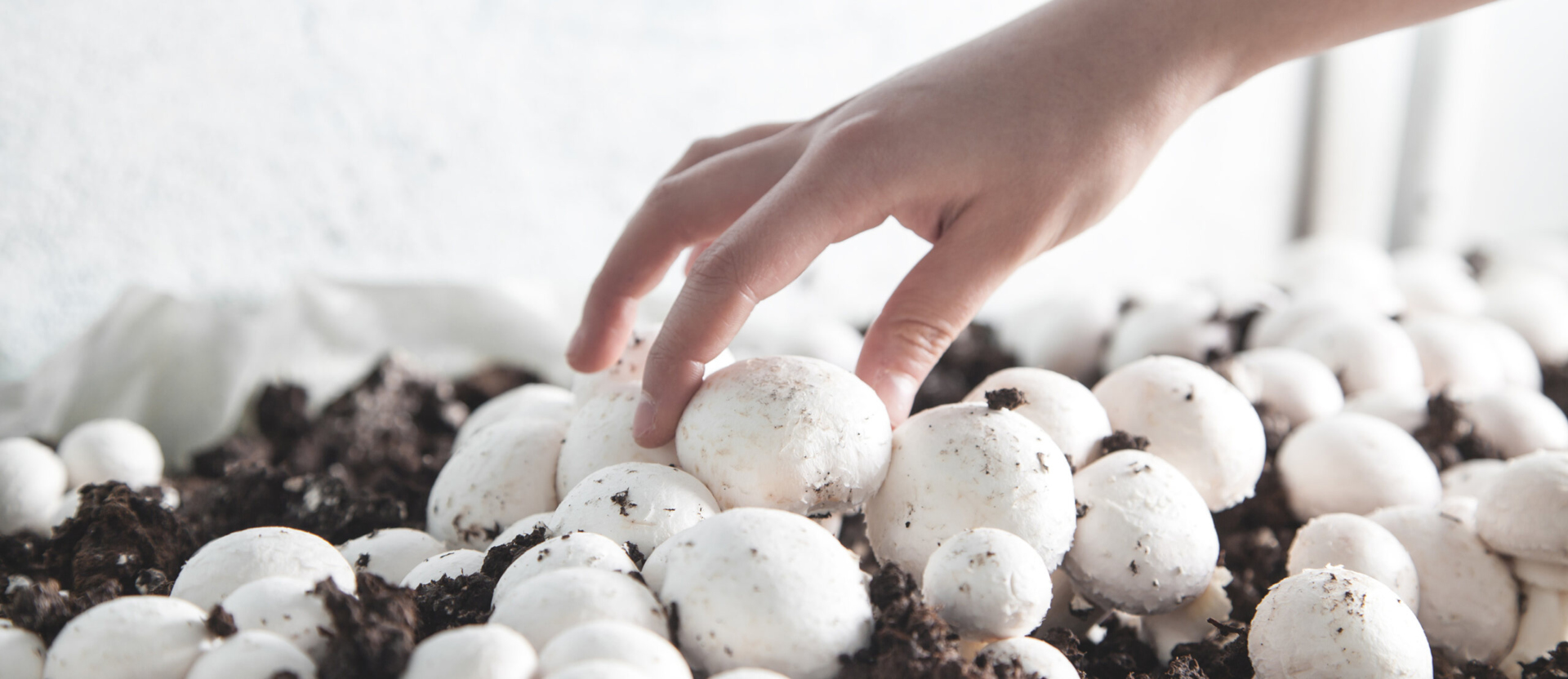 Mushrooms growing in the soil and a hand reaching down to pick them.