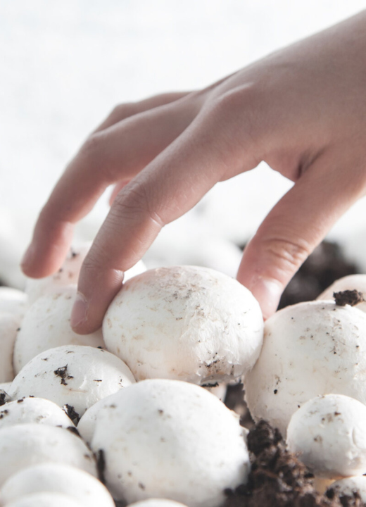 Mushrooms growing in the soil and a hand reaching down to pick them.