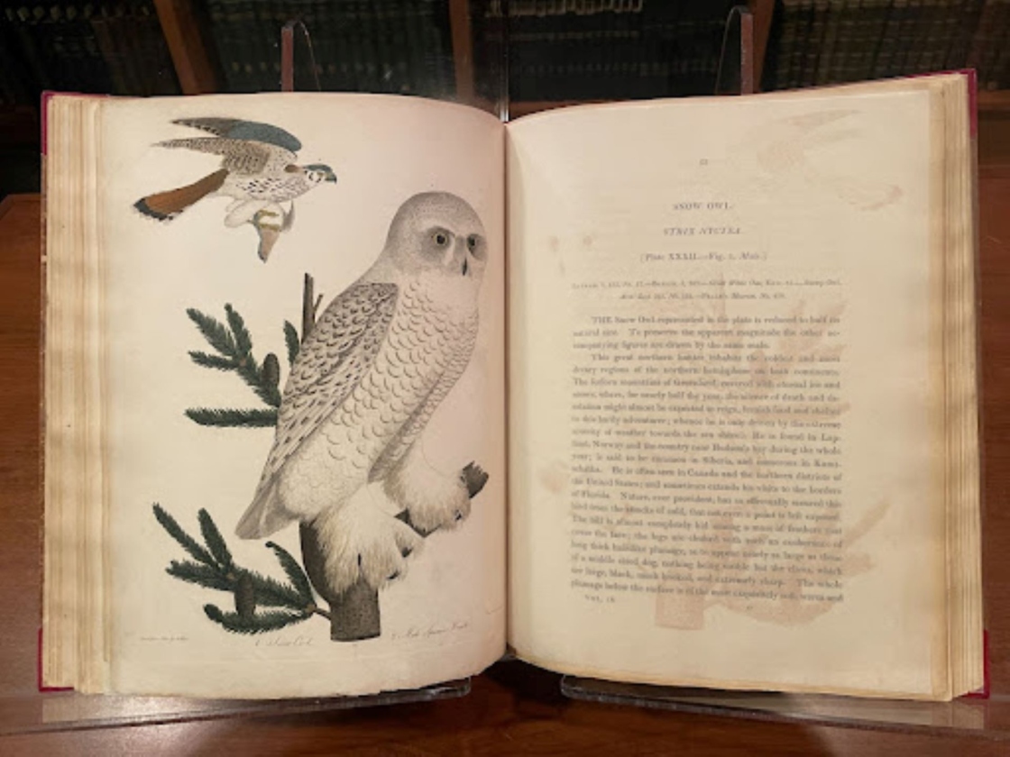 The Morton Arboretum