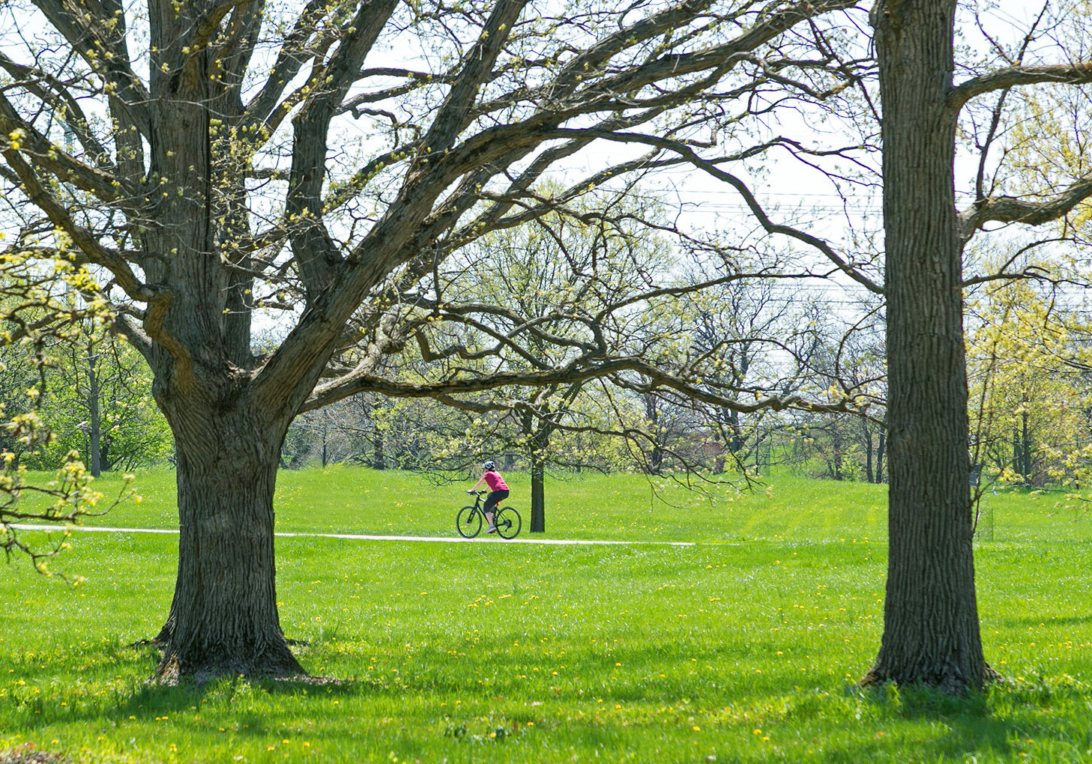 A biker passes through the Oak Collection in early spring as buds being to sprout on the trees