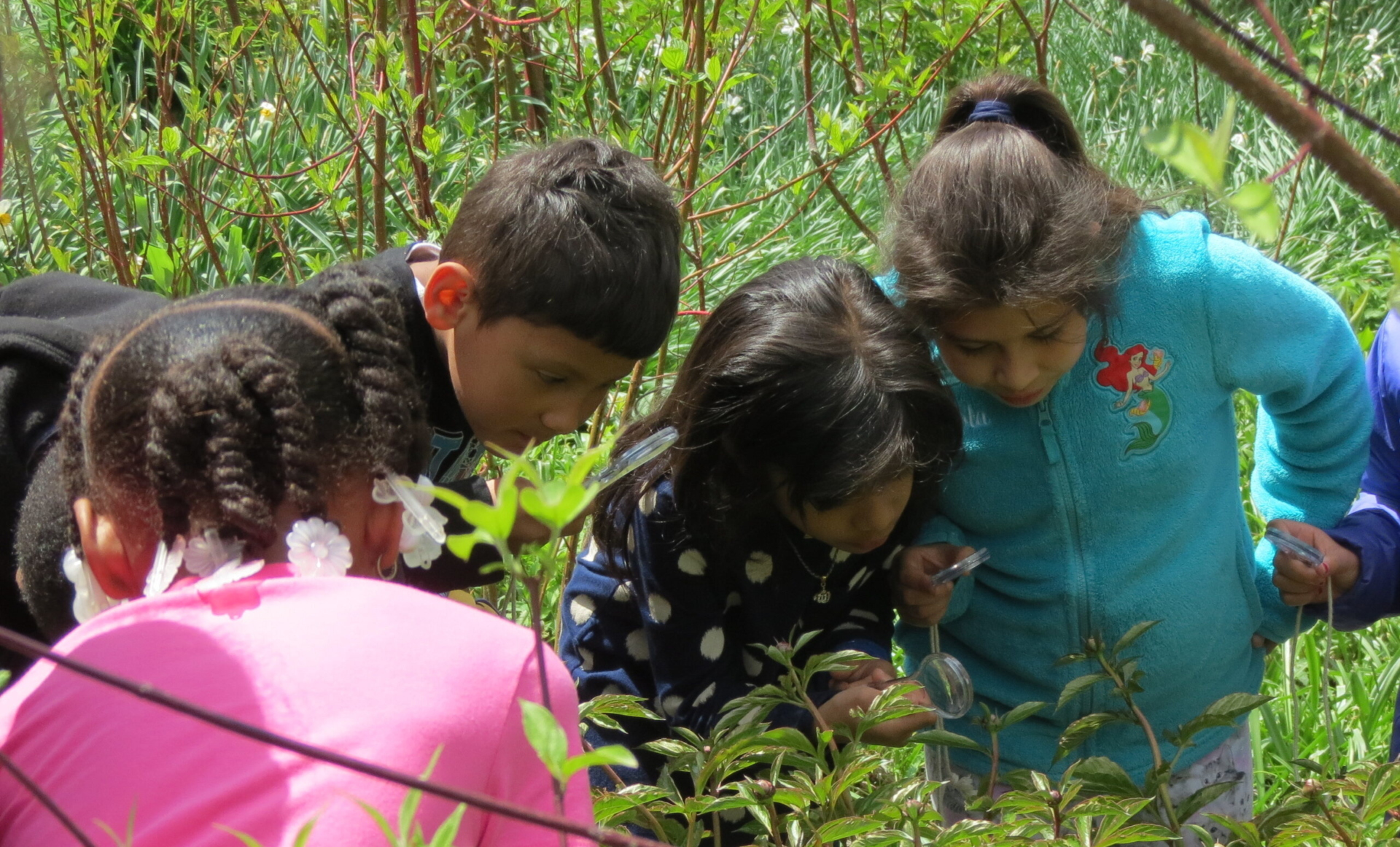 A group of kids observing plants outside with handheld magnifying glasses.