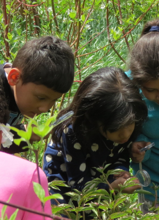 A group of kids observing plants outside with handheld magnifying glasses.