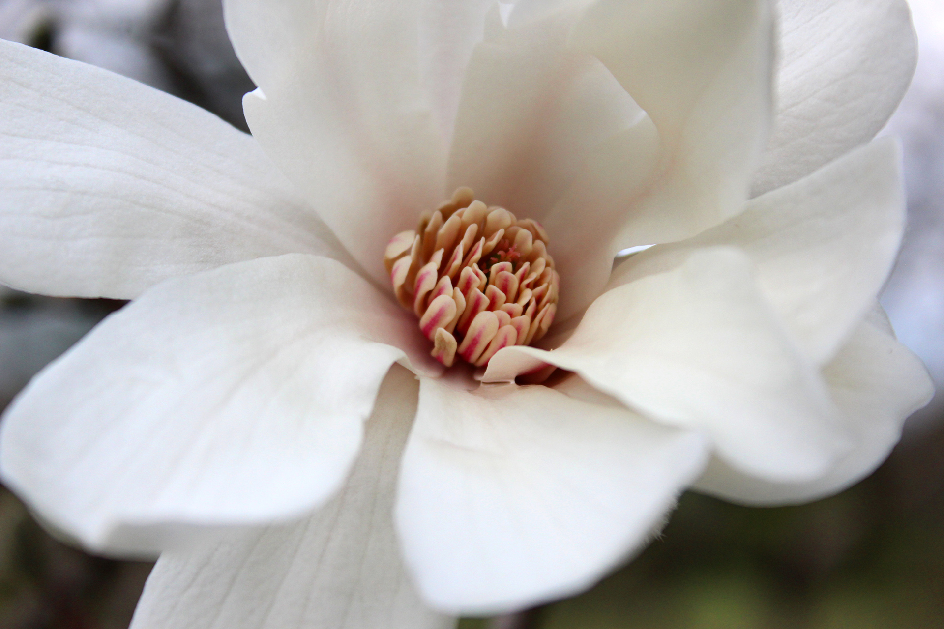 An artful, close up photo of a magnolia bloom