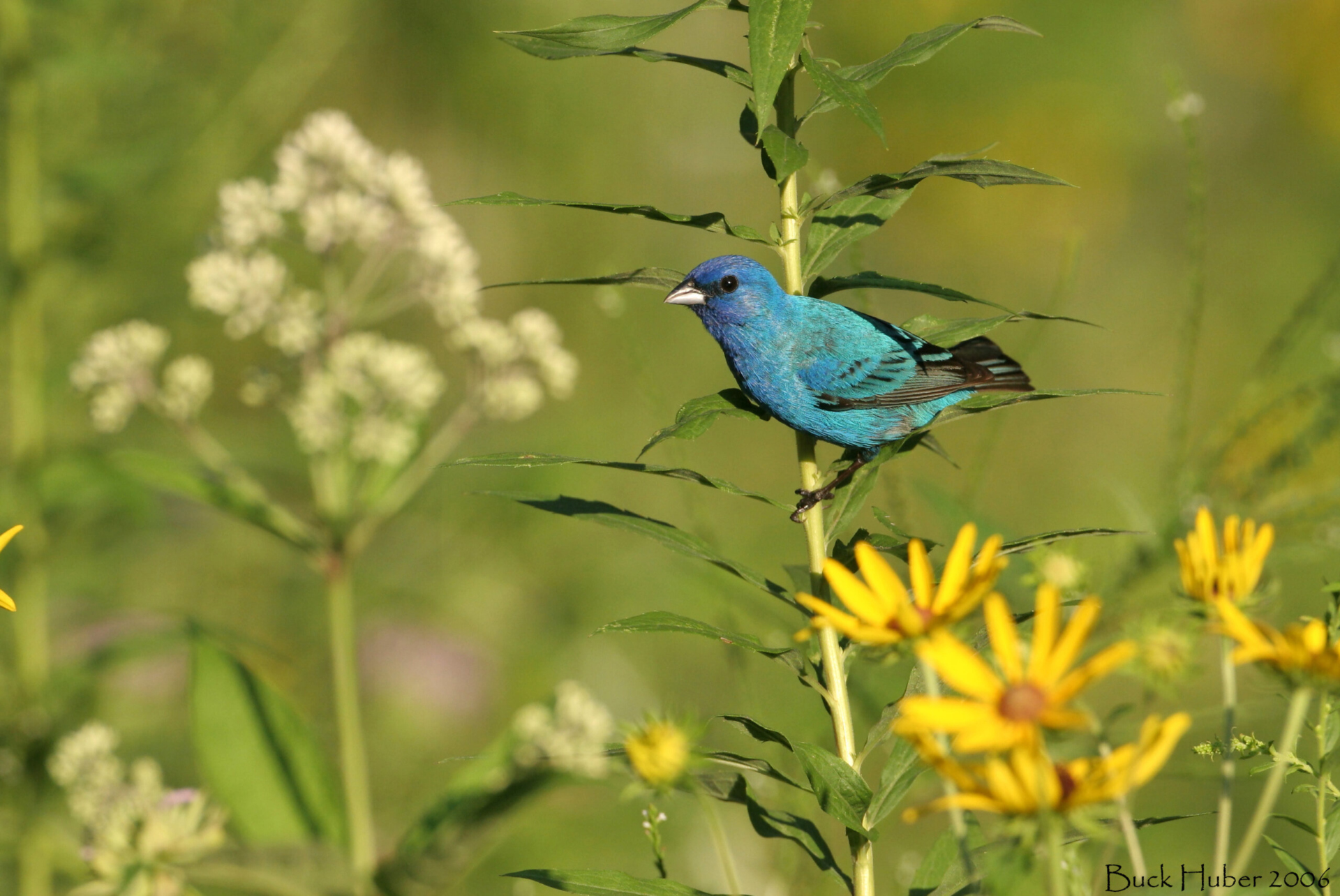 An Indigo Bunting perched on a flower stalk, drawing birds class.