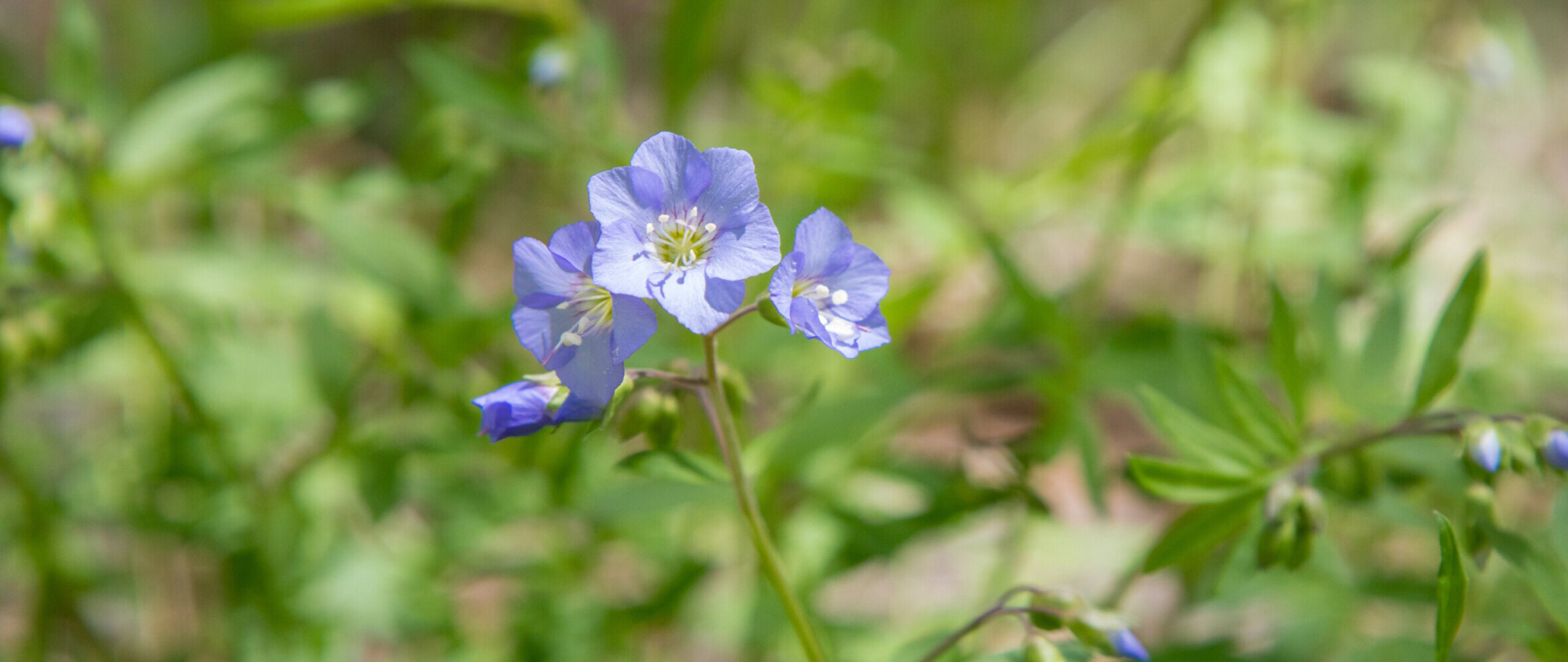 Blue blooming Jacob's Ladder flowers