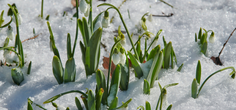 Snowdrops pop out from the snow as spring begins to arrive