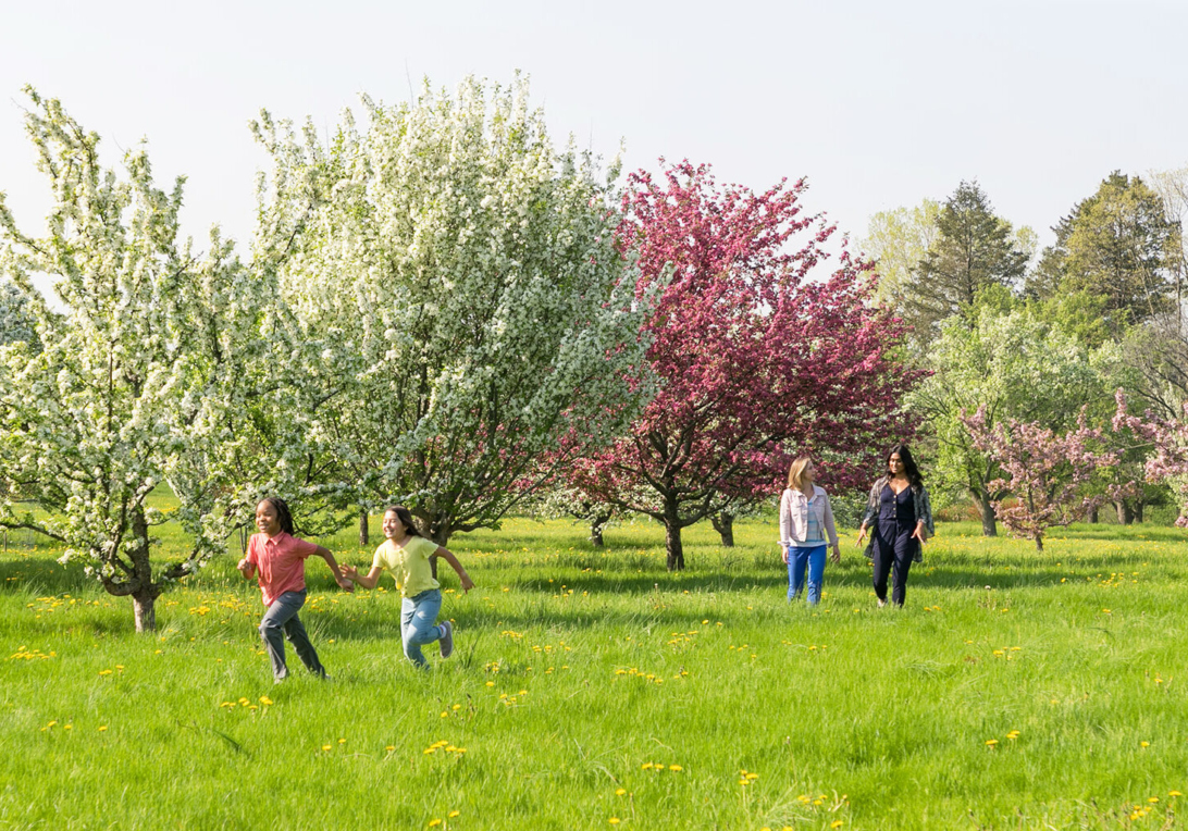 Children play tag among bloom trees in front of their mothers while walking through the Crabapple Collection in Spring