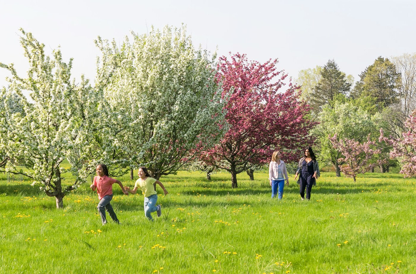 Children play tag among bloom trees in front of their mothers while walking through the Crabapple Collection in Spring