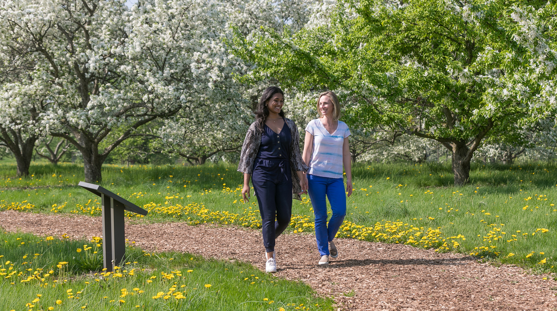 Friends walking on a woodchip path among crabapple trees with white flowers in full bloom.