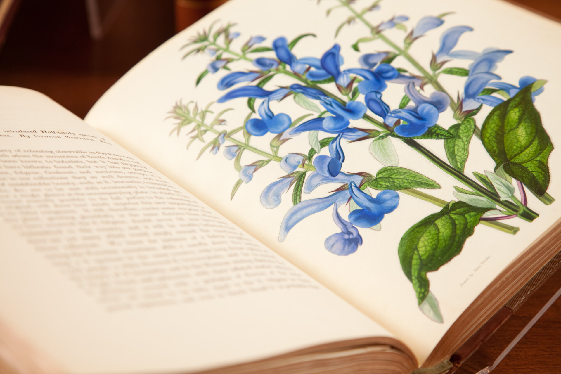 A botanical art print in a book, part of the Sterling Morton Library's collections.