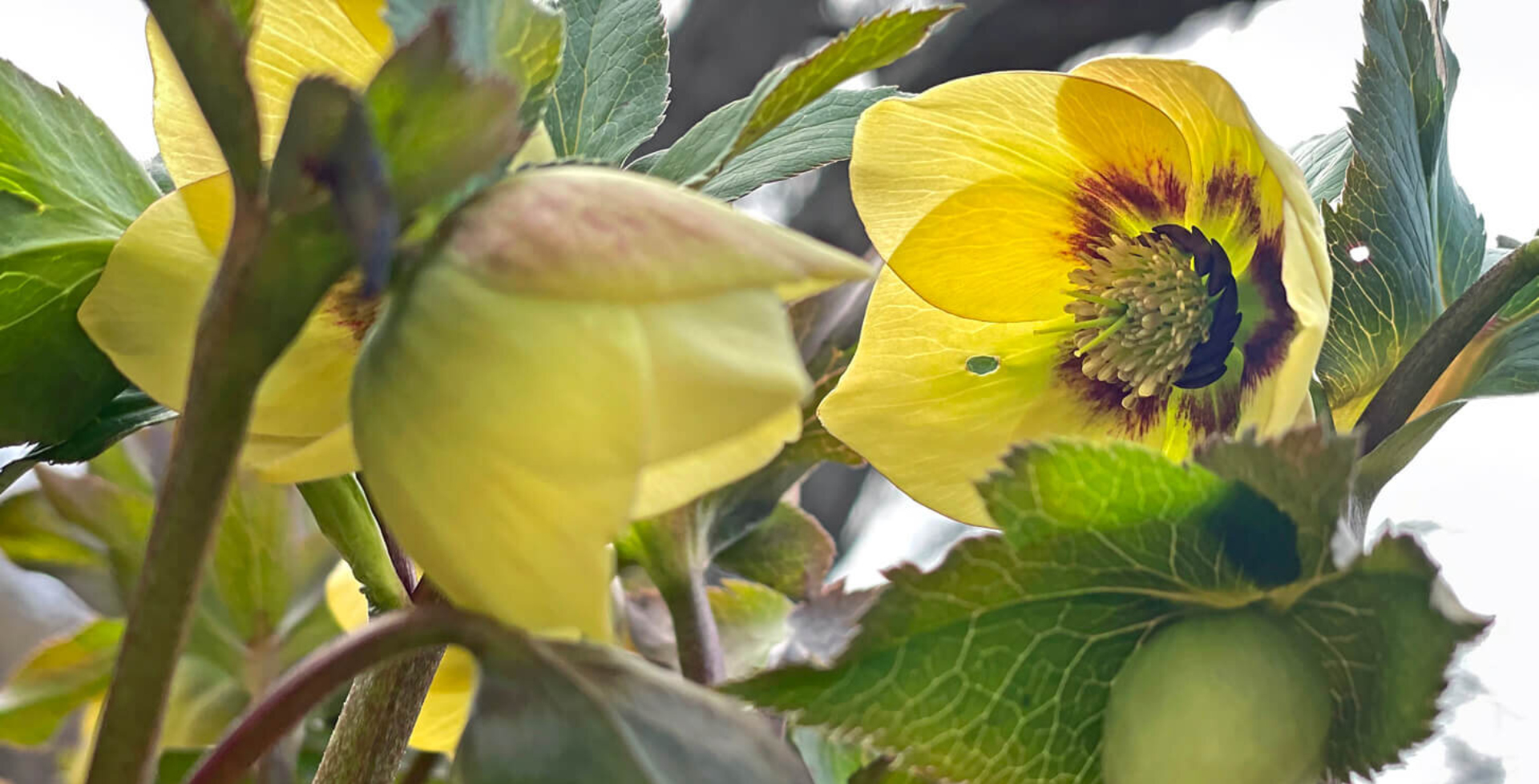 Close up picture of Hellebore Winter Jewels flower