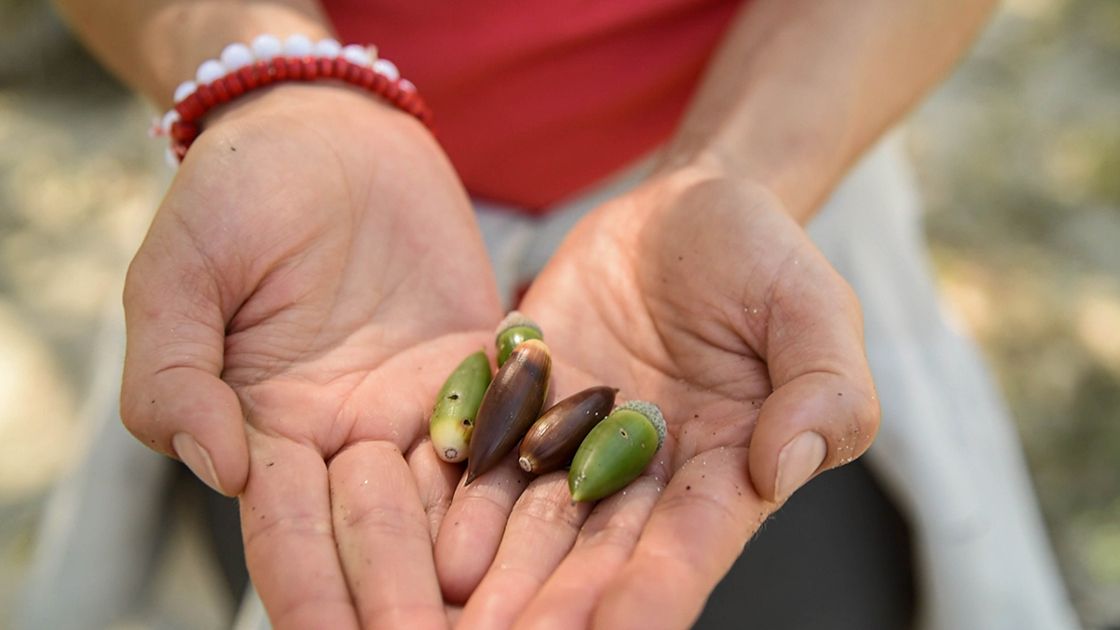 Dr. Silvia Alvarez-Clare holds acorns from the Arroyo oak