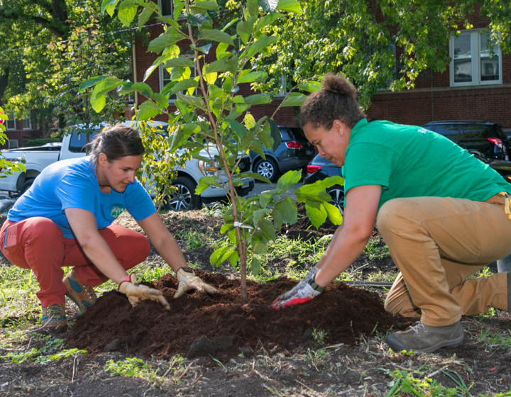 The Morton Arboretum