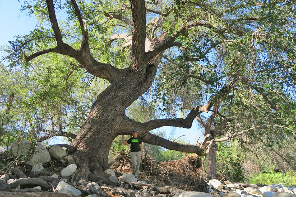 Dr. Silvia Alvarez-Clare stand infront of a Quercus brandegeei tree