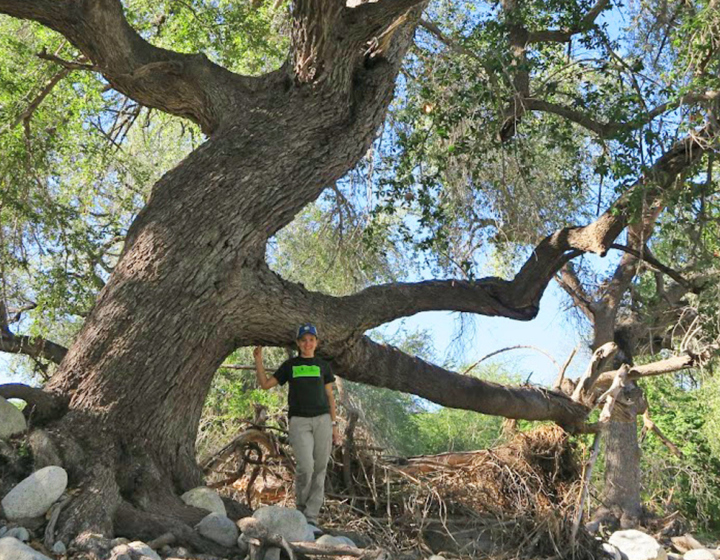 Silvia Alvarez-Clare in Mexico in front of an endangered quercus insignis tree