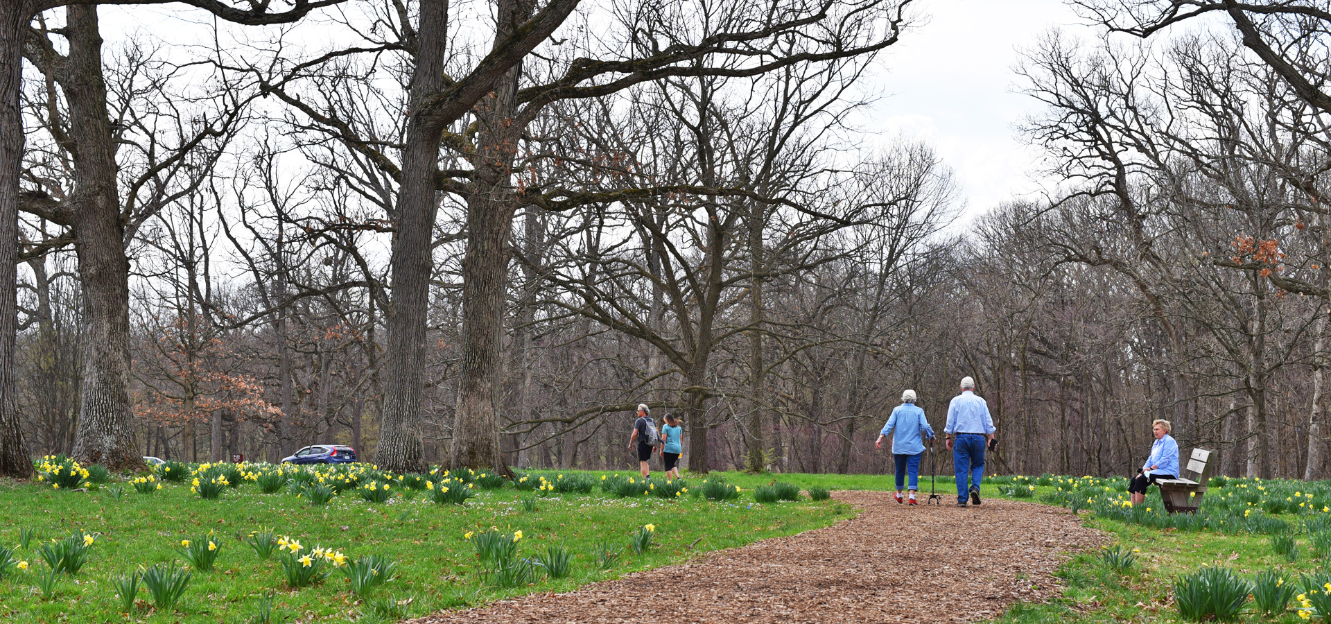 Guests walk among daffodil glade in spring