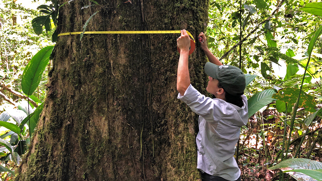 Dr. Silvia Alvarez-Clare measures the size of a large oak trees trunk