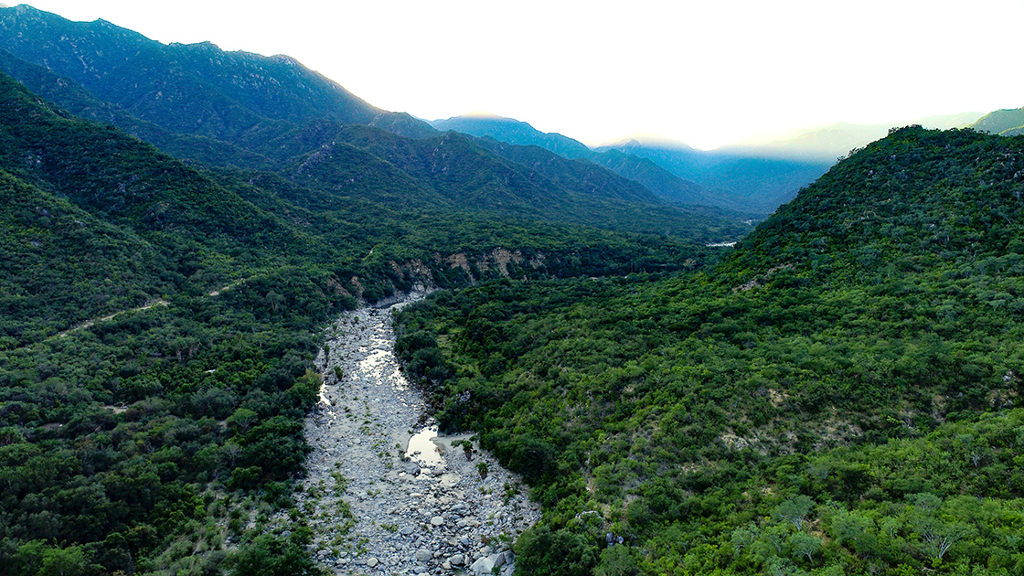 Mountains of Baja Mexico is the home to the Quercus brandegeei and a wealth of biodiversity